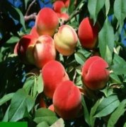 <strong>油桃苗嫁接后的管理技巧|山东大只500注册桃树苗</strong>