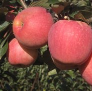 <b>苹果苗缺磷的金牌大只症状及防止办法</b>