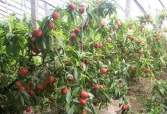 <b>油桃苗在大棚中种植排水系统要做大只500注册好</b>