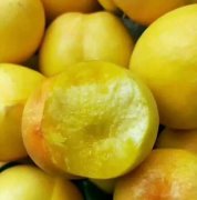 <b>大棚中的油桃苗要控制好灌溉的量|油桃苗价格大</b>