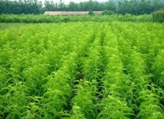 <b>油桃苗在花期该如何管理|油桃苗基地大只500注册</b>