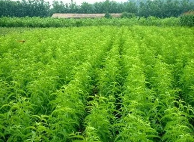 油桃苗在花期该如何管理|油桃苗基地大只500注册