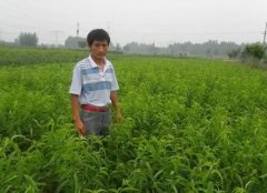<b>大只500磷钾是桃苗抗病的良药|油桃苗价格厂家</b>
