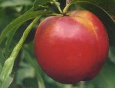 <b>油桃苗价格厂家金牌大只谈映霜红桃苗出现缺铜</b>