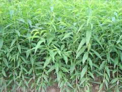 <b>油桃苗厂家介绍晚熟油桃秋大只500注册季剪枝注</b>