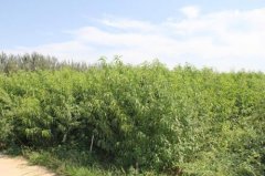 <b>油桃苗覆盖地膜的好处大只500注册</b>