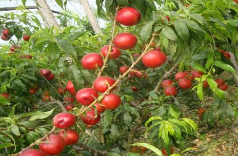 大只500油桃苗厂家介绍黄油桃的种植管理可以更有效