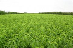 <b>大只500油桃苗厂家讲解种植晚熟油桃需要注意的</b>