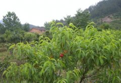 <b>油桃苗品种金牌大只日常防护做些什么</b>