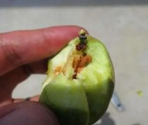 <b>怎么提前预防金牌大只桃树苗生虫</b>