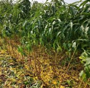 <b>桃树苗的栽培历史与现状大只500注册</b>