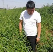 <b>桃树苗品种基地分析种植注意的内容大只500注册</b>