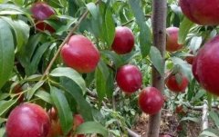 <b>繁育油桃苗金牌大只的注意事项</b>