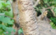 <b>大只500聊聊怎样防止桃树苗腐烂</b>