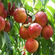 <b>介绍油桃金牌大只苗定植栽植的方法</b>