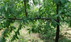 <b>夏季修剪桃树苗应该注意哪些方面大只500注册</b>