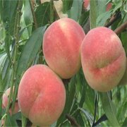 <b>夏季油桃苗进金牌大只行摘心的办法</b>