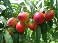 <b>桃树苗厂家讲述秋季管理油桃苗的办法大只500注</b>