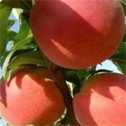 <b>一般选购桃树苗的小方法大只500注册</b>