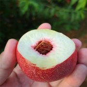 <b>保证桃树苗品种运输金牌大只成活率的方式</b>