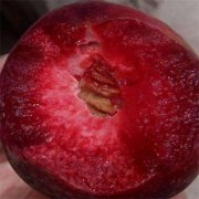 <b>桃树苗品种基地分享金牌大只低温对极早熟桃树</b>