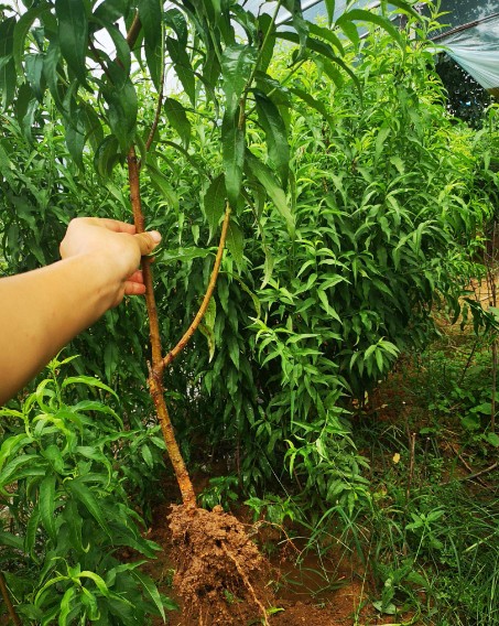大只500介绍桃树苗的饮食禁忌