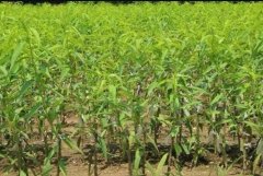 <b>桃树苗品种基地种植技术管理大只500注册</b>