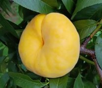 <b>桃树苗厂家给金牌大只黄油桃做防虫处理有一定</b>