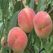 <b>金牌大只首页绍危害的桃树苗虫害</b>