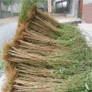 <b>桃树苗冬天栽种的注意事项大只500注册</b>