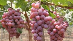 <b>大只500葡萄苗当年种植入冬前施用化肥方法</b>