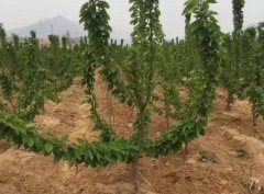 <b>如何提高车厘子金牌大只树苗种植后土壤的肥力</b>