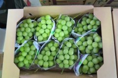 <b>阳光玫瑰葡萄树苗种植后怎大只500注册样种出高</b>