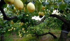 <b>四季梨苗种植后的管理方法大只500注册</b>