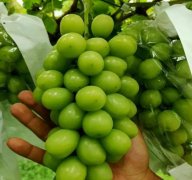 <b>大只500阳光玫瑰葡萄苗管理栽培技术</b>