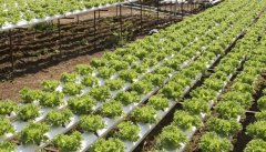 <b>盆栽葡萄种植方法大只500注册</b>