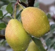 <b>大只500为啥四季梨农药使用后药效差</b>