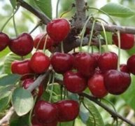 <b>车厘子树苗现在金牌大只打什么药效果好？</b>
