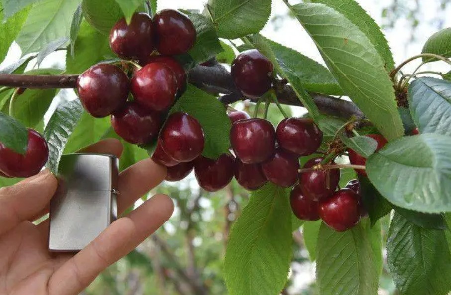 19种车厘子树苗常见保金牌大只护性杀菌剂怎么用？讲得全面又明白！