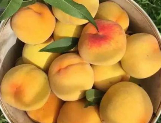 新进的桃树苗在金牌大只夏季如何修剪处理?