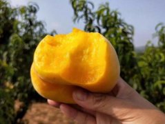 <b>临沂桃苗厂家介绍一下黄桃苗的移植要领大只5</b>