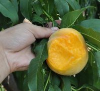 <b>大只500黄桃是zui值得种植的桃苗品种</b>