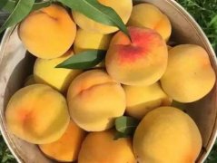 <b>新品种桃苗种植,大只500注册黄桃苗种植肥料管理</b>