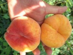 <b>新品种桃苗种植,黄桃大只500官网苗种植桃小食心</b>