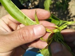<b>新品种桃苗大只500官网种植,黄桃苗种植桃小食心</b>