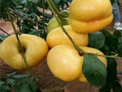 <b>新品种桃苗种植,黄桃苗种植大只500用户注册桃小</b>