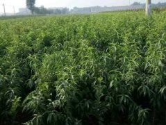 <b>金牌大只想要栽种桃树，这些知识得清楚！</b>