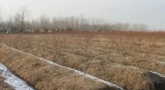 <b>大只500桃树苗栽植挖坑大小的注意事项</b>