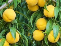 <b>核桃大只冻的方法树防金牌</b>