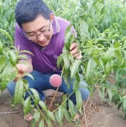 <b>大只500注册桃树苗在培育期间都有哪些需要注意</b>